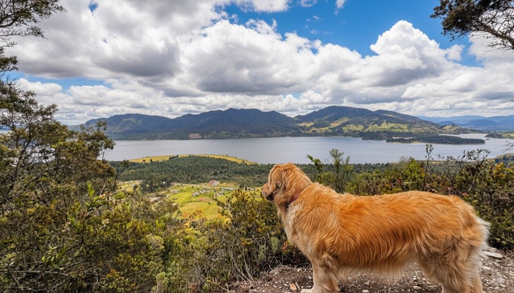 Perro disfrutando la vista al Embalse del Neusa en Fuga, hotel pet friendly