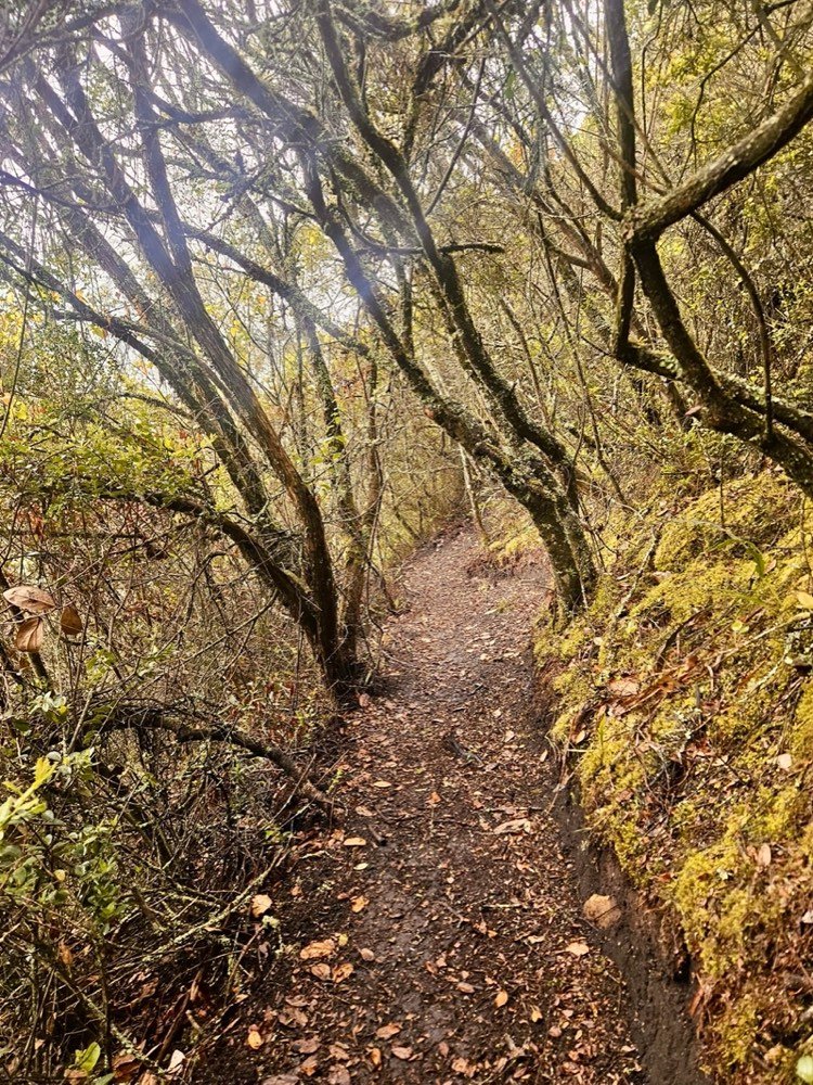 Sendero ecológico en Fuga rodeado de frailejones, a 3.000 msnm